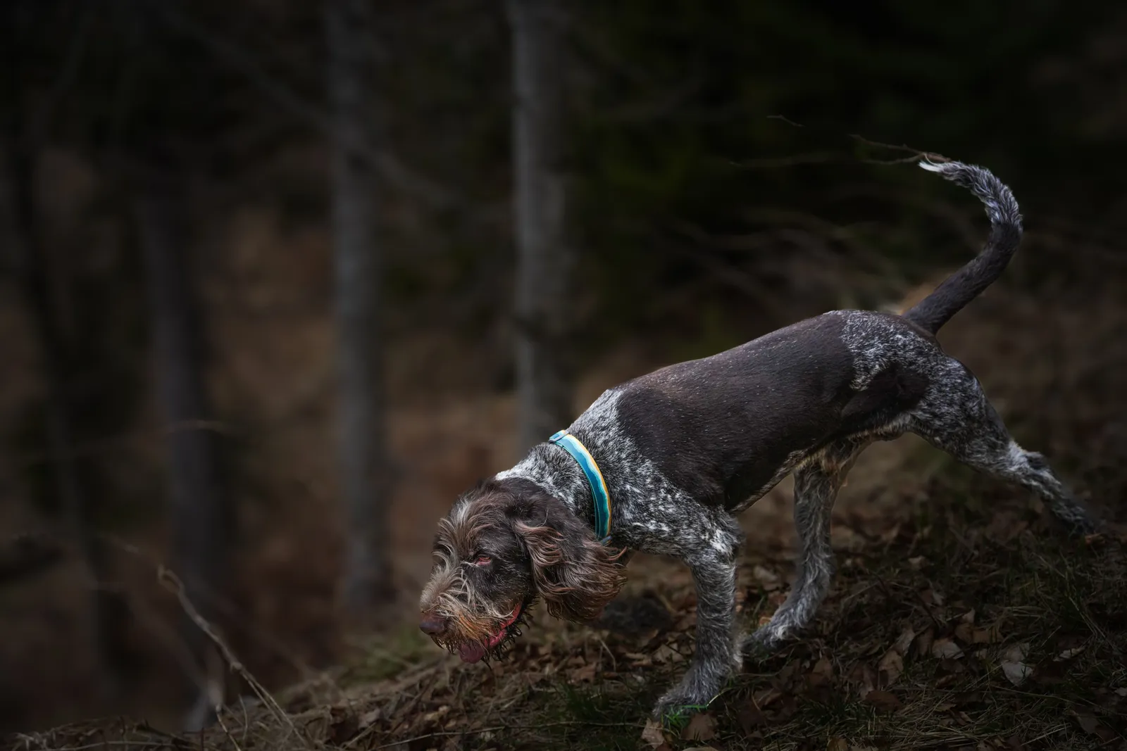 A trifulau and a trained hunting dog searching for white truffles among oak trees in the Langhe hills near Alba, Italy