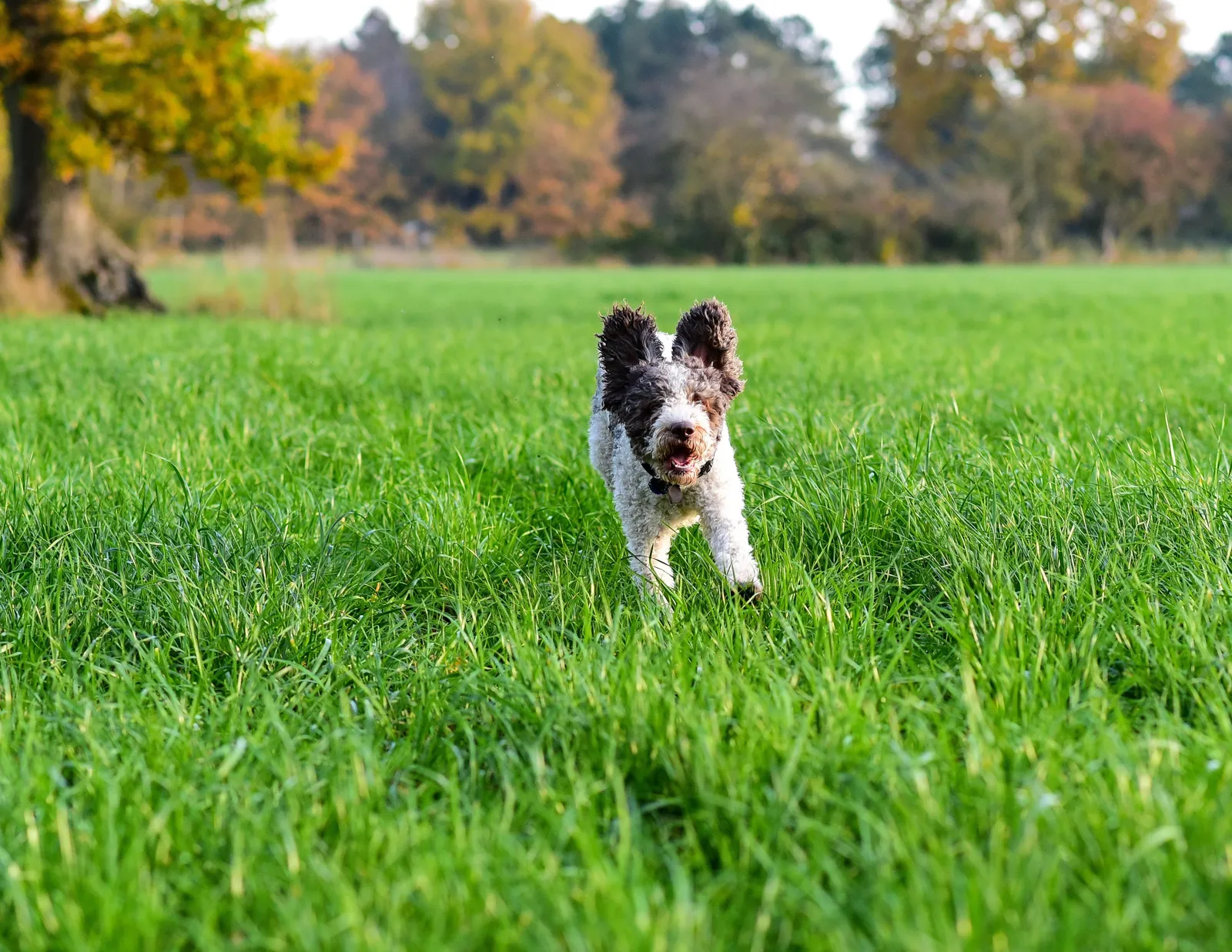 A Lagotto Romagnolo truffle dog on a leash in autumn woodland in the Langhe, Piedmont