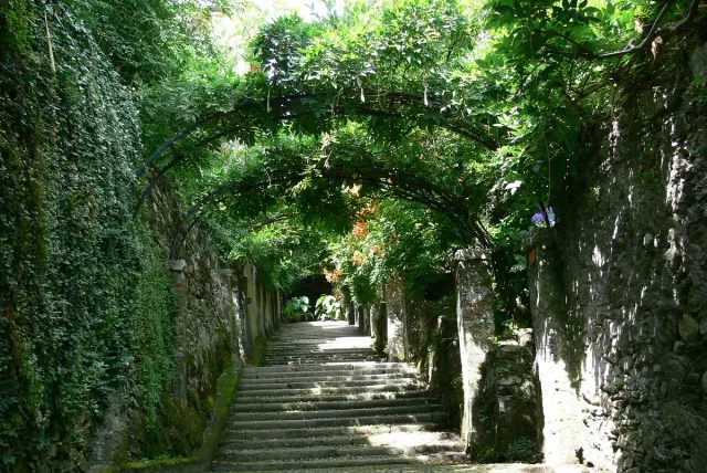 Stone steps climbing between plant covered walls and green trees