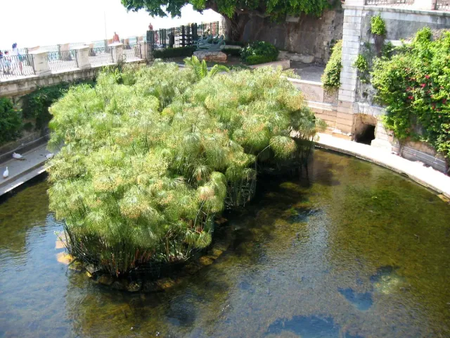 A green pool thick with papyrus reeds enclosed by a stone parapet