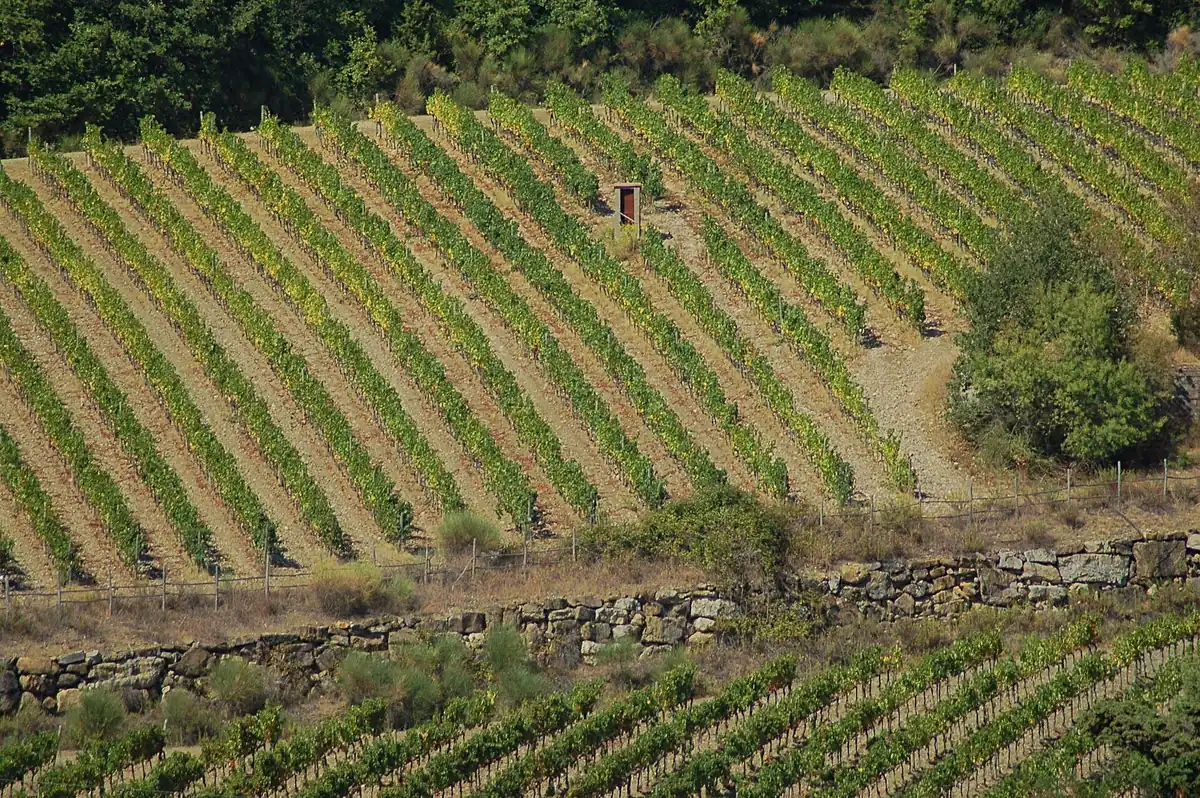 Rows of green vines climbing a hillside above a dry stone wall