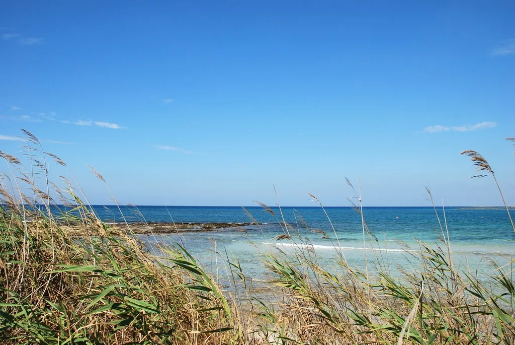 Shallow turquoise water seen through reeds on a dune