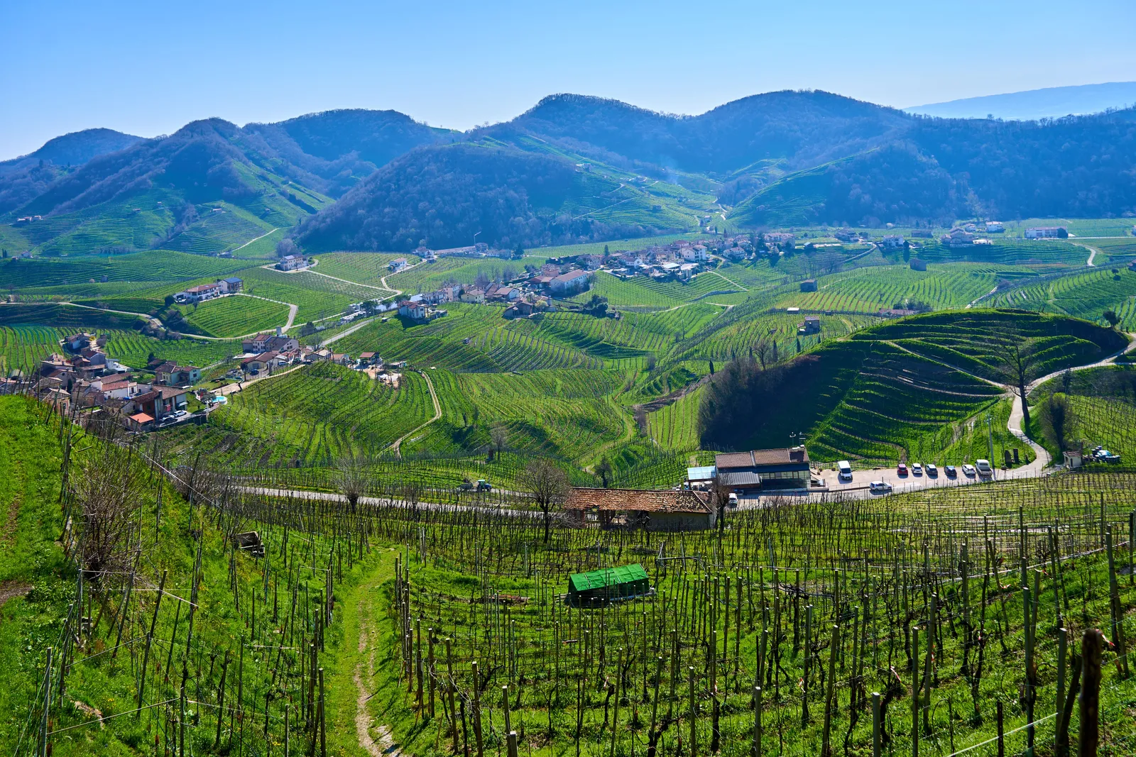 Steep terraced vineyards on rolling hills between Conegliano and Valdobbiadene in the Prosecco wine region, Veneto, Italy