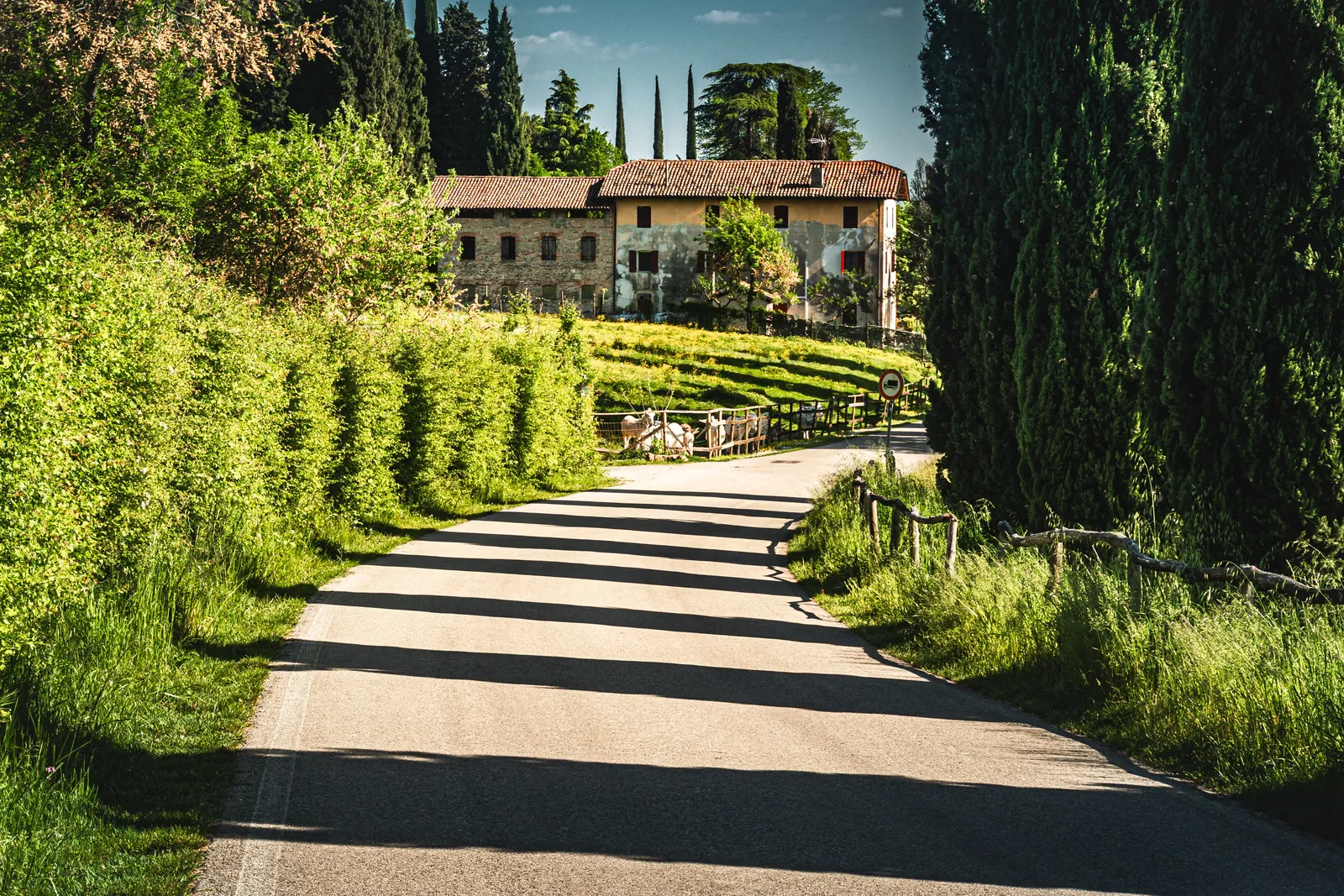 A cypress lined lane leading to a historic villa in the Veneto countryside, Italy