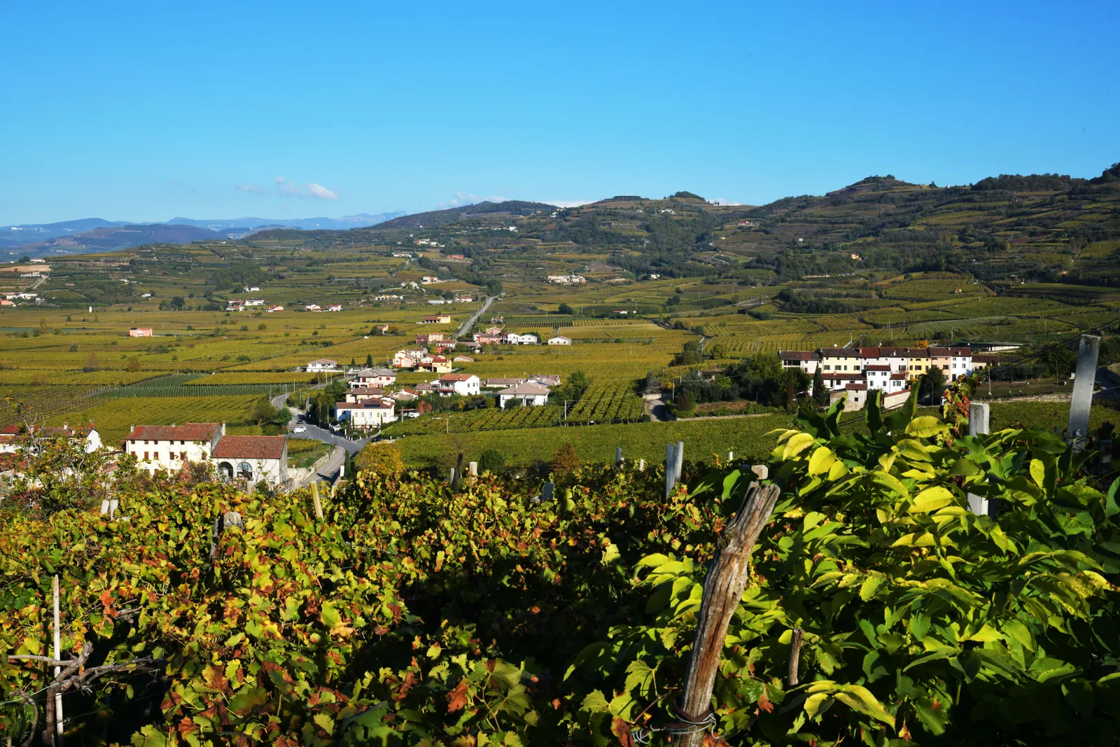 A small family-run winery building surrounded by vineyards in the Prosecco hills of Veneto, Italy